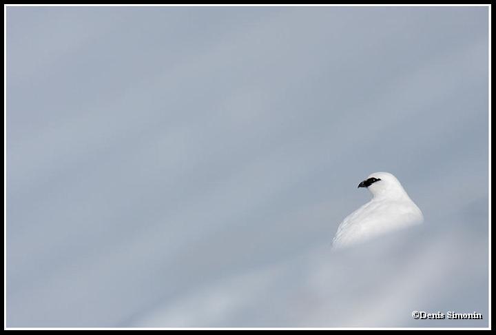 Lagopède alpin mâle en plumage hivernal