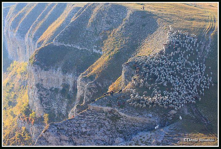 Troupeau de moutons sur les hauts plateaux du Vercors
