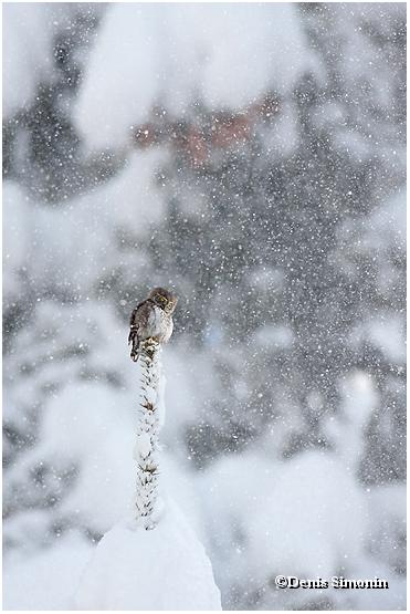 Janvier - chevêchette sous la neige
