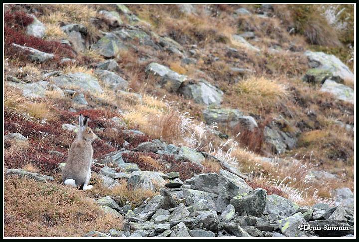 Lievre variable en automne