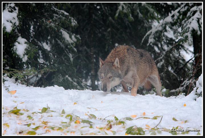 Loup gris sous espèce Italienne - parc Alpha Mercantour