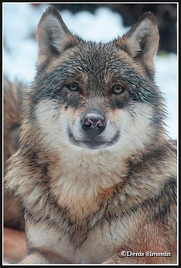 Loup gris  - parc Alpha Mercantour
