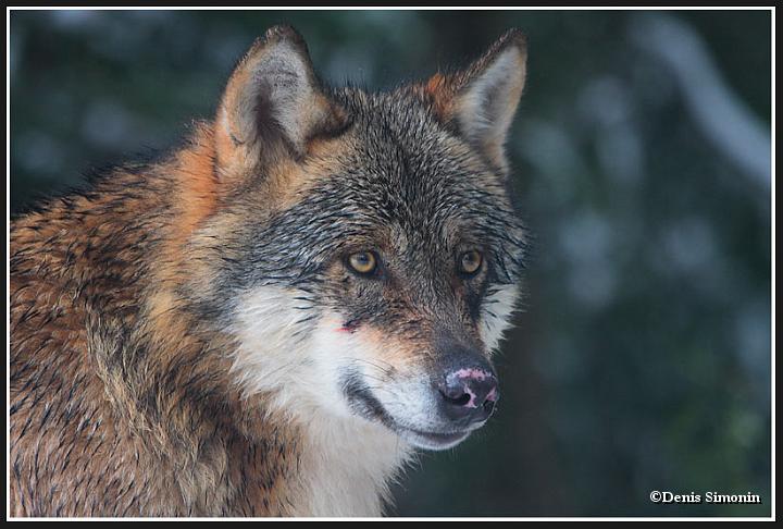 Loup gris  - parc Alpha Mercantour