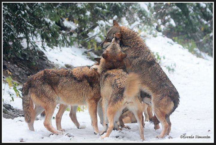 Meute de loups gris - parc Alpha Mercantour