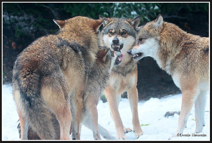 Meute de loups gris - parc Alpha Mercantour