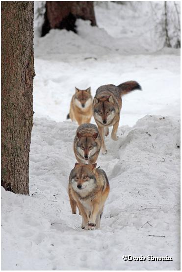 Meute de Loups à la queue leu-leu - Parc du Bayerisherwald