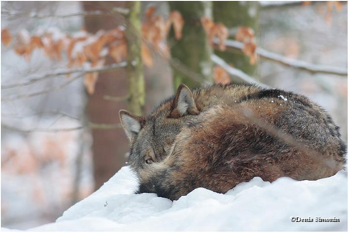 Loup endormi - Parc du Bayerisherwald