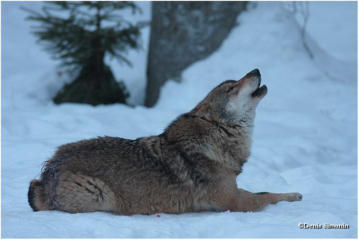 Loup gris en train de hurler - Parc du Bayerisherwald