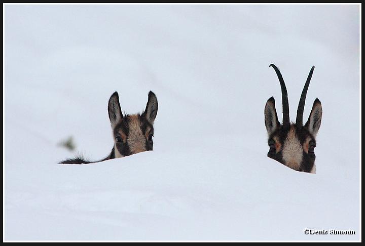Femelle et cabri chamois en hiver
