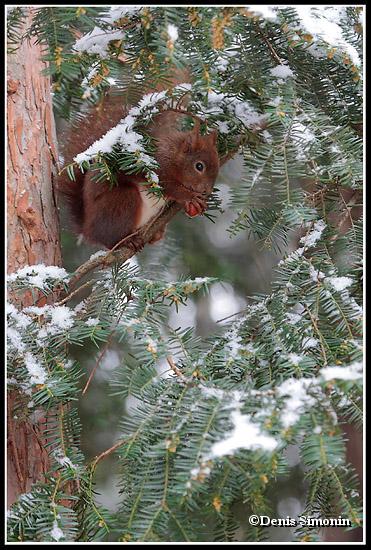 écureuil roux sous la neige