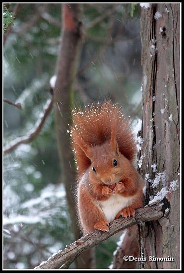écureuil roux sous la neige