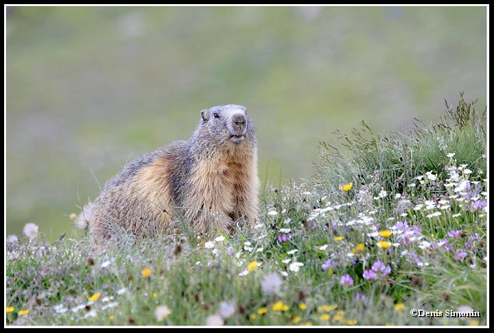 Marmotte dans les fleurs