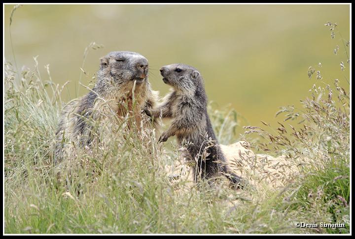 Marmotte et marmotton