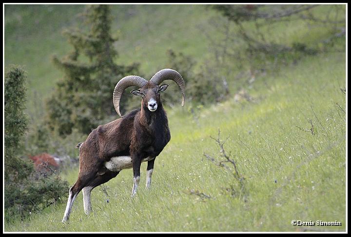 Mouflon mâle - Trièves