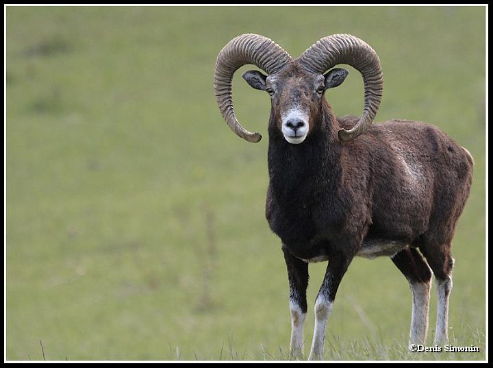 Mouflon mâle - Trièves