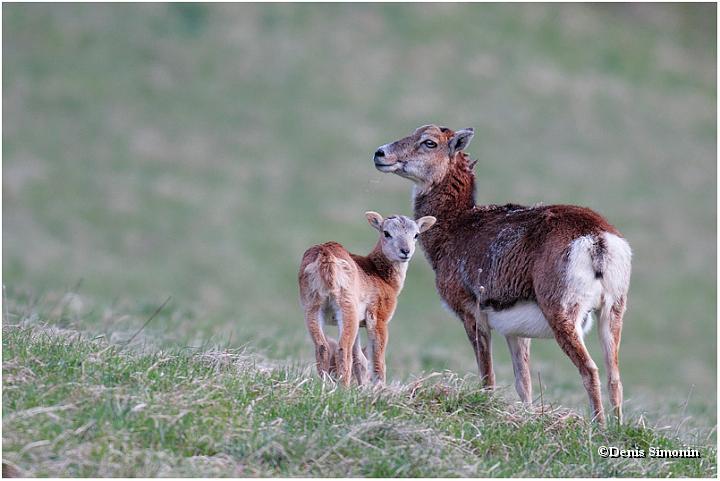 jeune mouflon et sa mère 