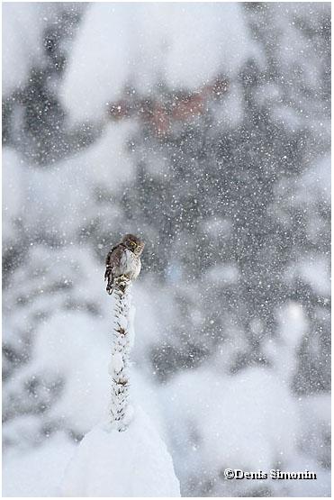 Chevêchette sous la neige