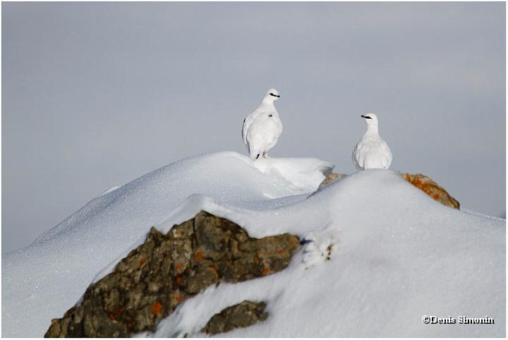 2 coqs de lagopèdes alpins
