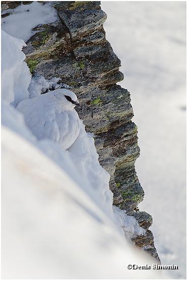 Le lagopède alpin recherche l'ombre
