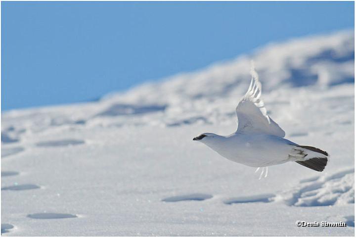 Envol de lagopède alpin en hiver