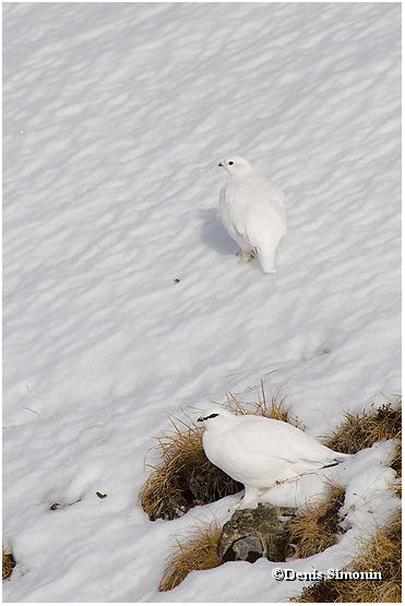 couple de Lagopèdes alpins