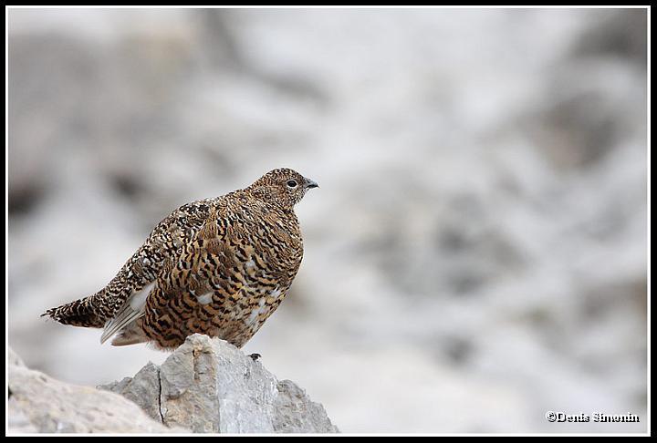 poule de lagopède alpin en été