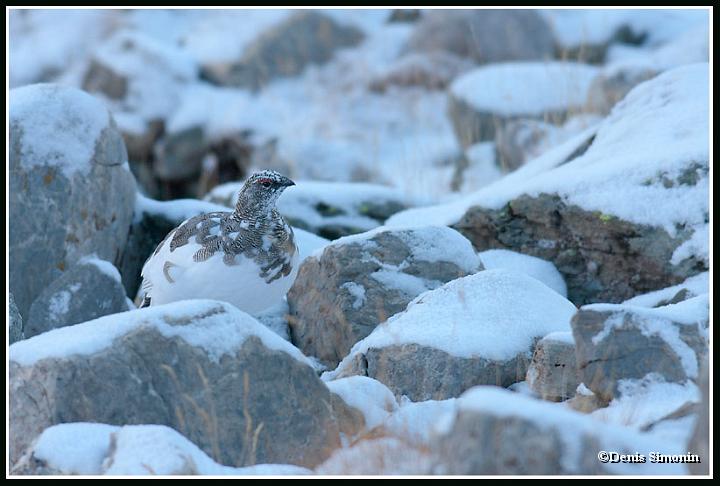 Lagopède apin en plumage d'automne