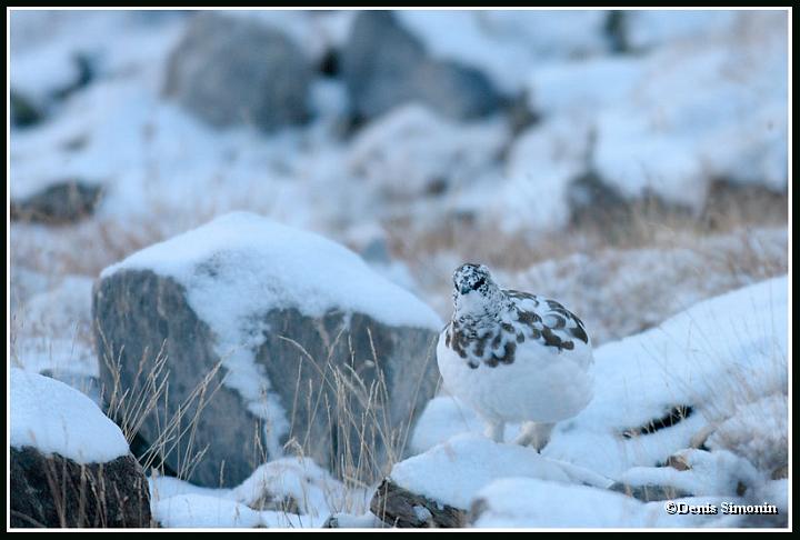 Lagopède apin en plumage d'automne