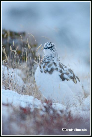 Lagopède apin en plumage d'automne