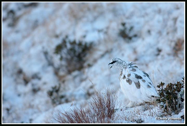 Le mimétisme du lagopède apin en plumage d'automne