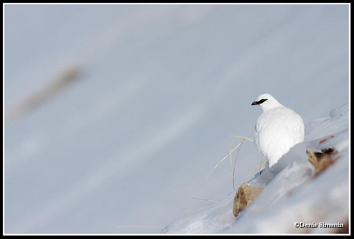 lagopede alpin en plumage hivernal