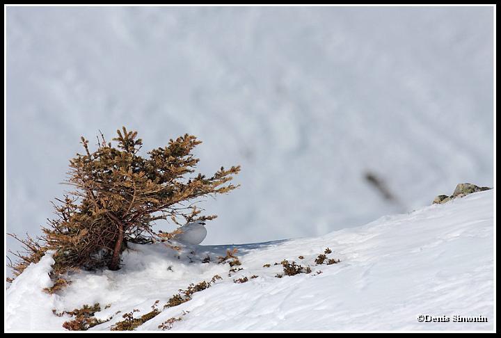 lagopede alpin en plumage hivernal
