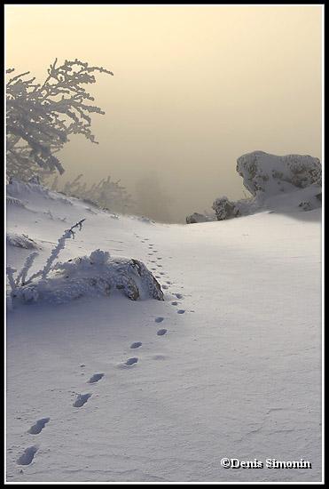 Traces de chamois dans la neige - Chartreuse