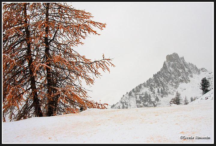Mélèze en automne sous la neige - Mercantour