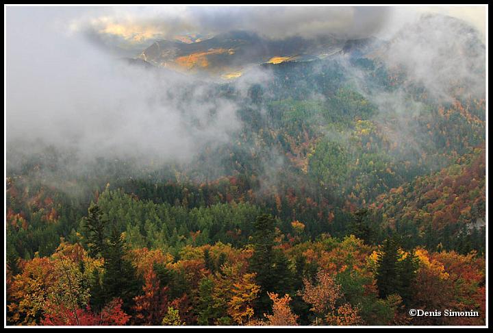 Forêt du Buëch en automne