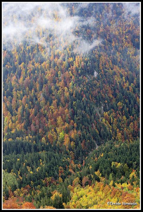Forêt du Buëch en automne